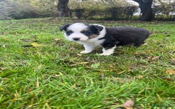 Border Collie dogs for sale: Pure Bred Border Collie Puppies For Sale - Image 17
