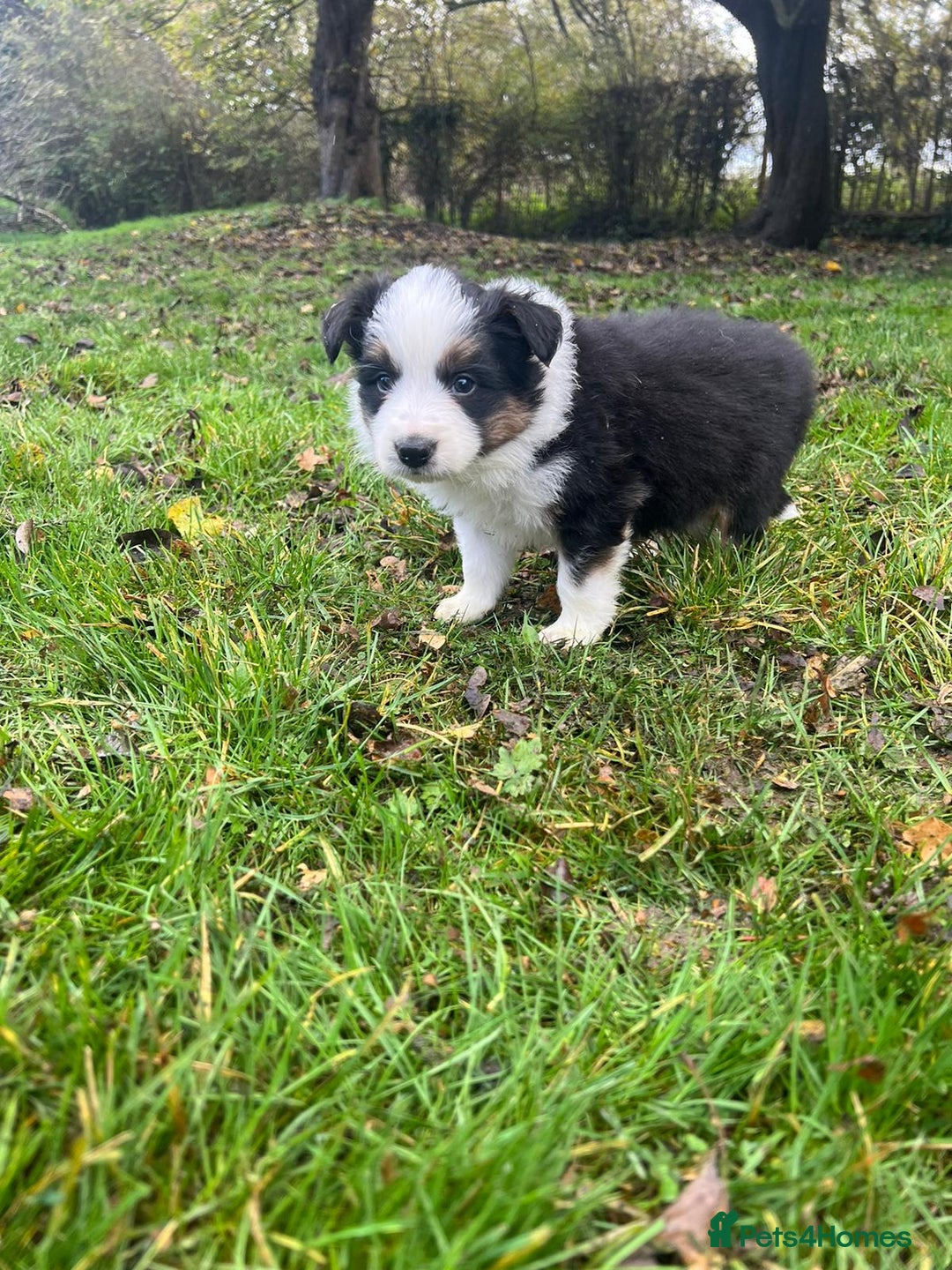 Border Collie dogs for sale: Pure Bred Border Collie Puppies For Sale - Image 17