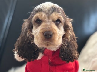 Cocker Spaniel dogs Outstanding of top quality show type puppies 🌈🐶 - Advert 5