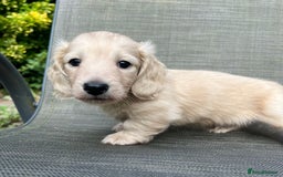 Miniature Dachshund dogs for sale: English Cream KC Reg Dachshund  - Image 2