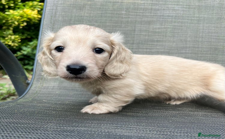 Miniature Dachshund dogs - Advert 1