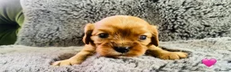 Cavalier King Charles Spaniel dogs for sale: KC Cavalier King Charles Puppies, All 4 Colours. - Advert 26