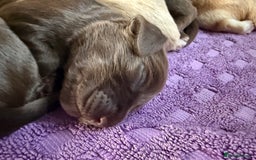 Mixed Breed dogs for sale: Beautiful Cocker Sproodles Puppies!  - Image 2