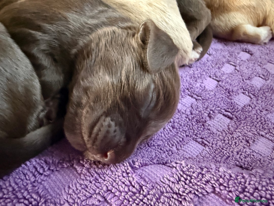 Mixed Breed dogs for sale: Beautiful Cocker Sproodles Puppies!  - Image 2