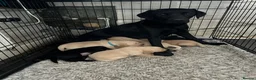 Labrador Retriever dogs for sale: Kc registered Labrador puppies in Sudbury - Advert 3