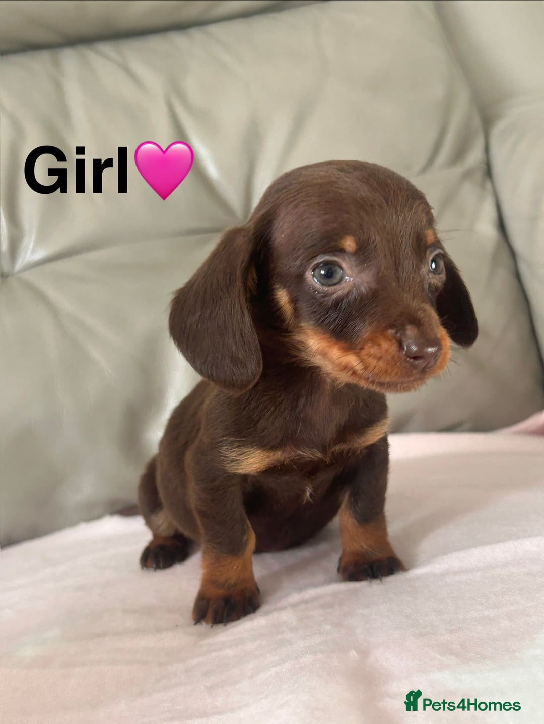 Miniature Dachshund dogs for sale: 3 miniature dachshund puppies  - Advert 2