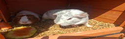 Guinea Pig rodents for sale: 3 x female guinea pigs and 2 tier hutch in Southampton - Advert 2