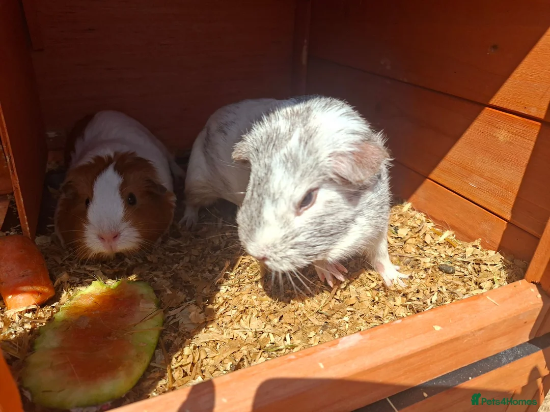Guinea Pig rodents for sale: 3 x female guinea pigs and 2 tier hutch in Southampton - Advert 2