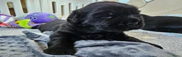 Newfoundland dogs for sale: Beautiful Newfoundland puppies  - Advert 32