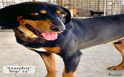 Mixed Breed dogs for adoption: Gambit, 5 yrs approx. Available for adoption. - Image 18