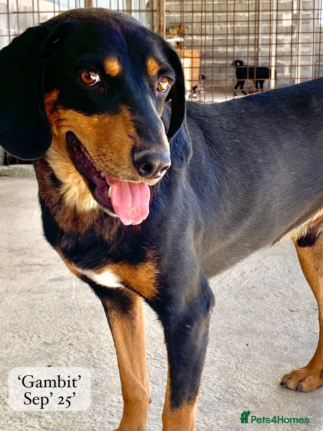 Mixed Breed dogs for adoption: Gambit, 5 yrs approx. Available for adoption. - Image 18