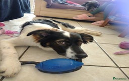 Mixed Breed dogs for adoption: Tilda  - Image 15
