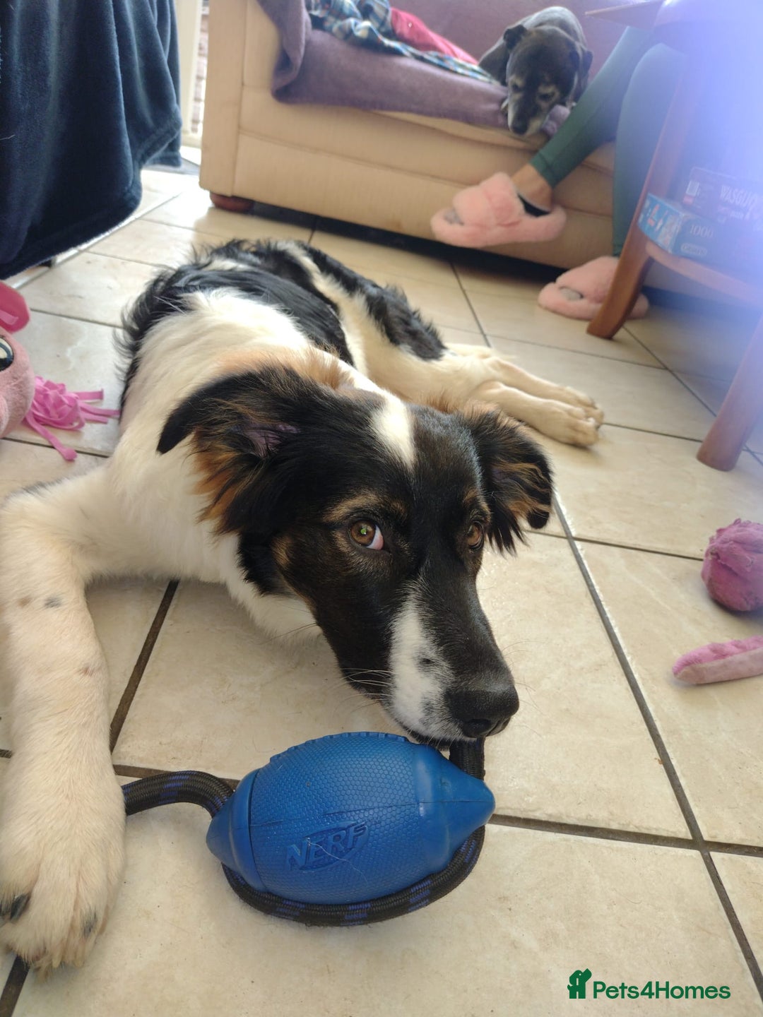 Mixed Breed dogs for adoption: Tilda  - Image 15