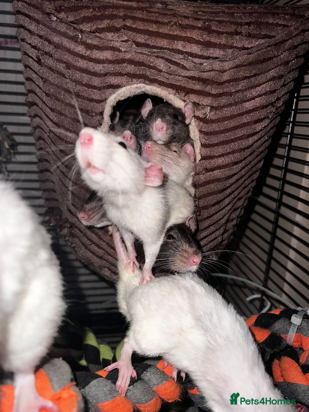 Rat rodents for sale: Rehoming  - Advert 10