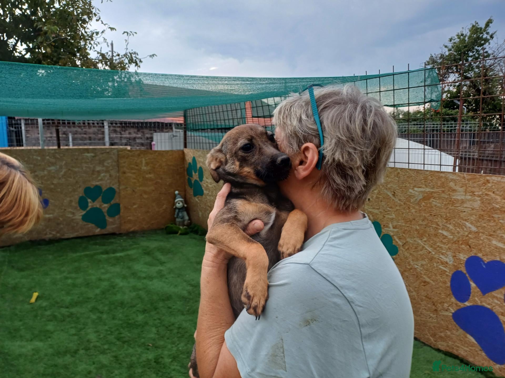 Mixed Breed dogs 🐾💛 ANGELA – A LITTLE GIRL FOR A LOVING HOME 💛🐾 - Advert 2