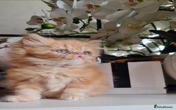 Persian cats for sale: Beautiful persian kittens  - Image 7