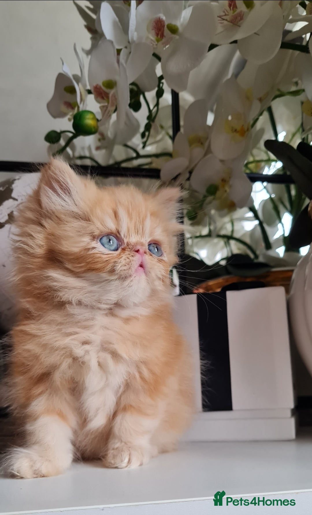 Persian cats for sale: Beautiful persian kittens  - Image 7