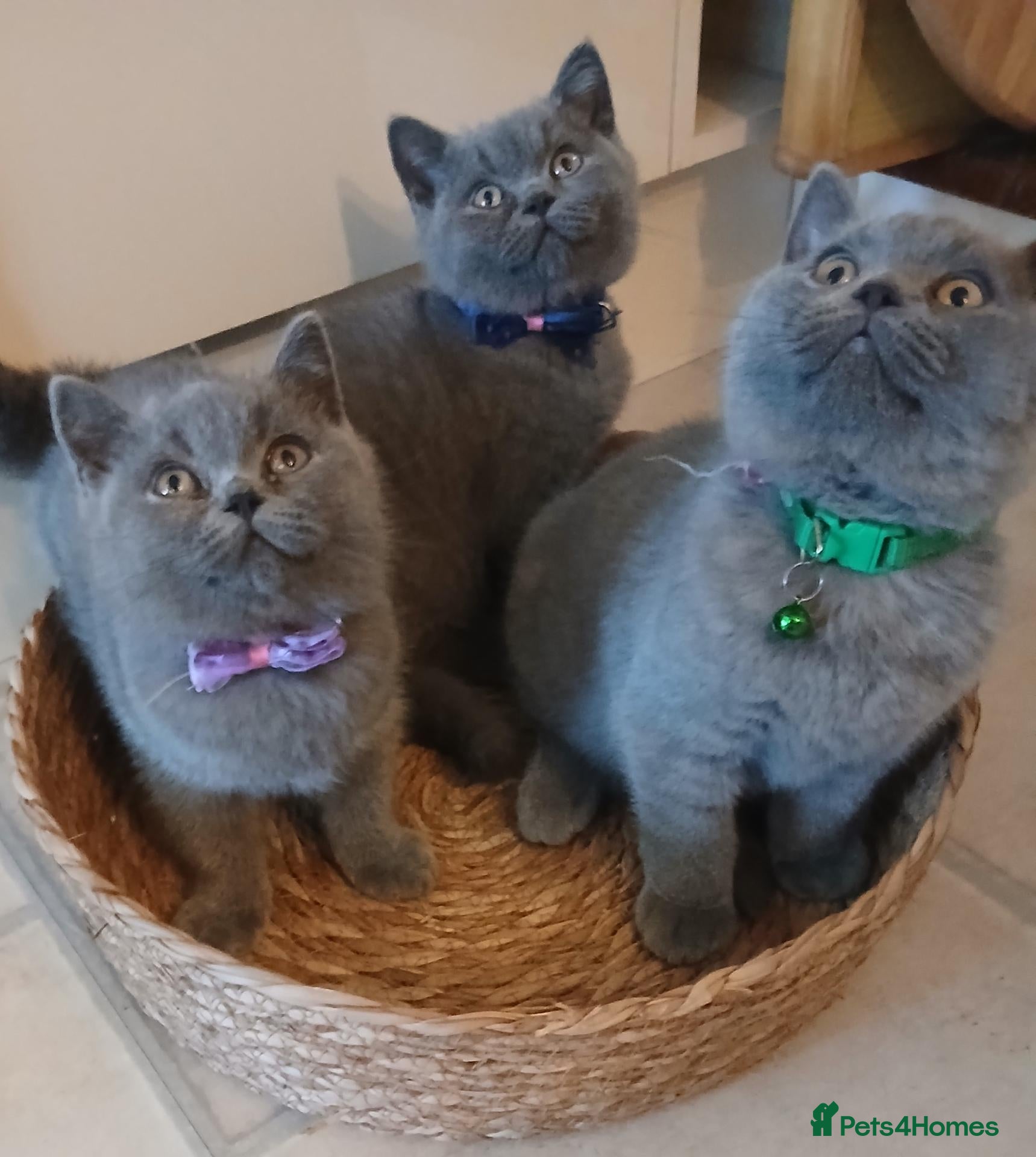 British Shorthair cats British blue shorthair kittens - Advert 1