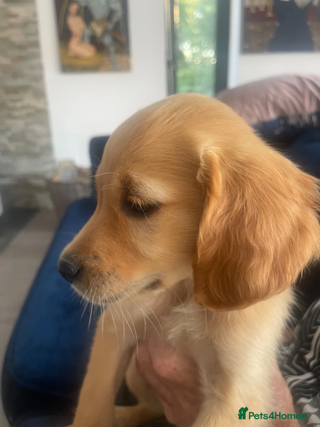 Goldendoodle dogs for sale: Beautiful strong puppy’s  - Advert 1