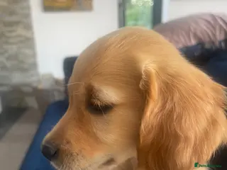 Goldendoodle dogs Beautiful strong puppy’s - Advert 1