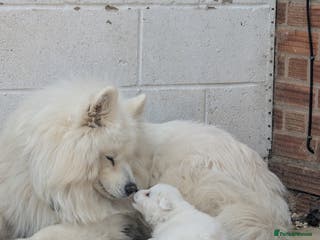Samoyed dogs Samoyed Puppies for Sale - Advert 11
