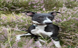Mixed Breed dogs for sale: Whippet X Labrador Pups ~ Lurchers - Image 4