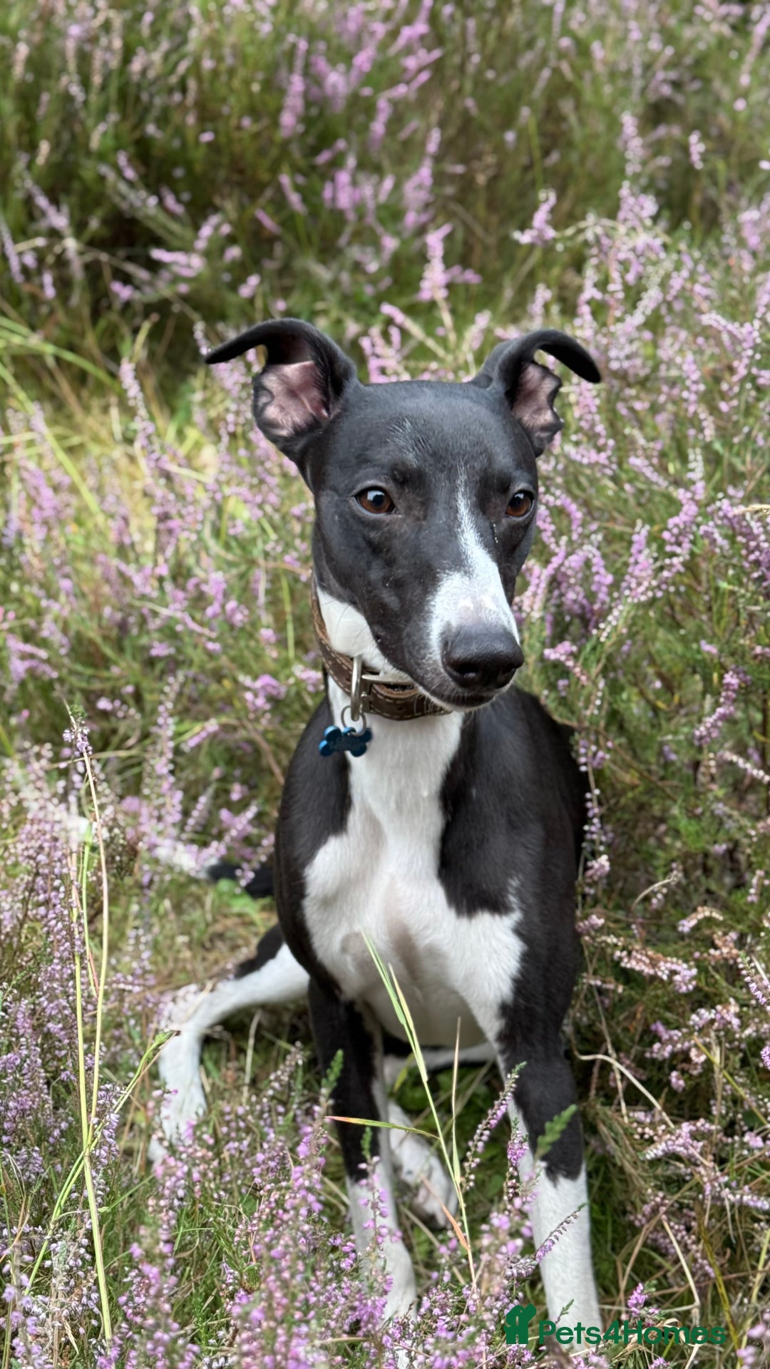 Mixed Breed dogs for sale: Whippet X Labrador Pups ~ Lurchers - Image 4