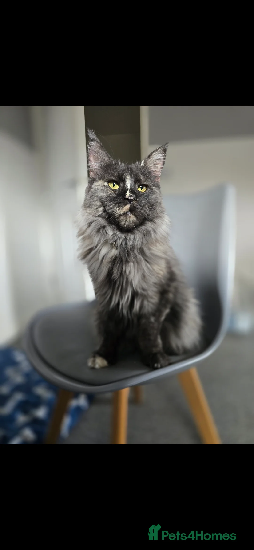 Maine Coon cats for sale: Maine coon kittens available!  - Advert 2