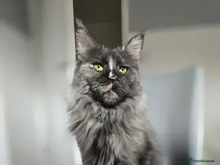 Maine Coon cats TICA registered Maine coons available! - Advert 11