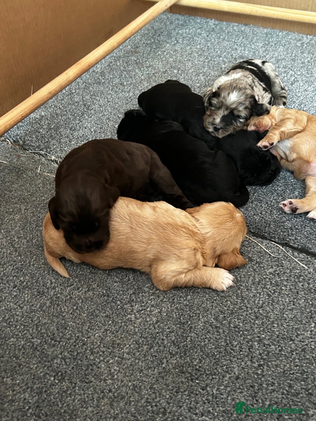 Cocker Spaniel dogs for sale: 2 beautiful cocker spaniels out of a litter of 7 - Image 33
