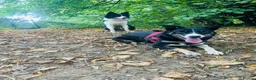 Border Collie dogs for sale: 4 beautiful border collie pups  - Advert 1