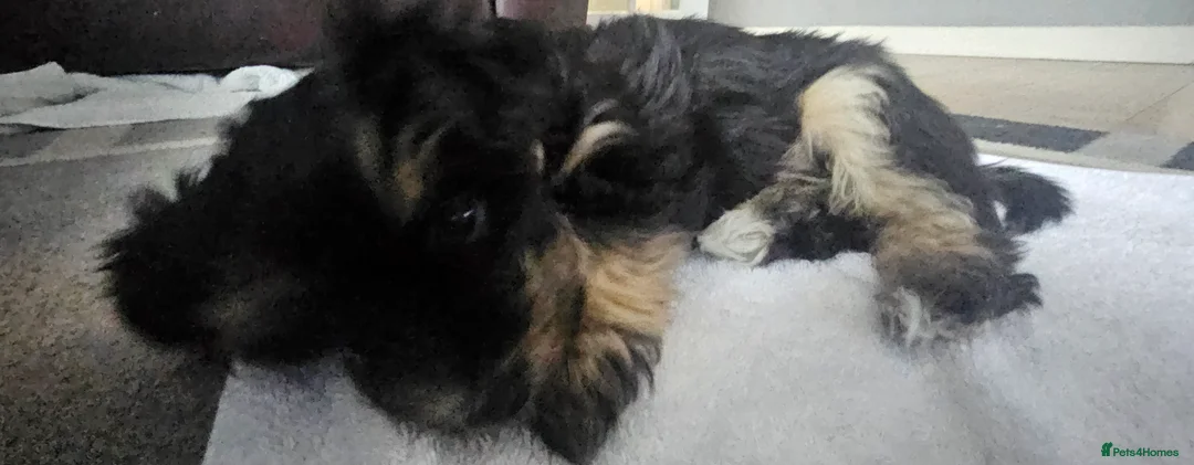Mixed Breed dogs for sale: Yorkshire terrier X puppies  - Advert 15
