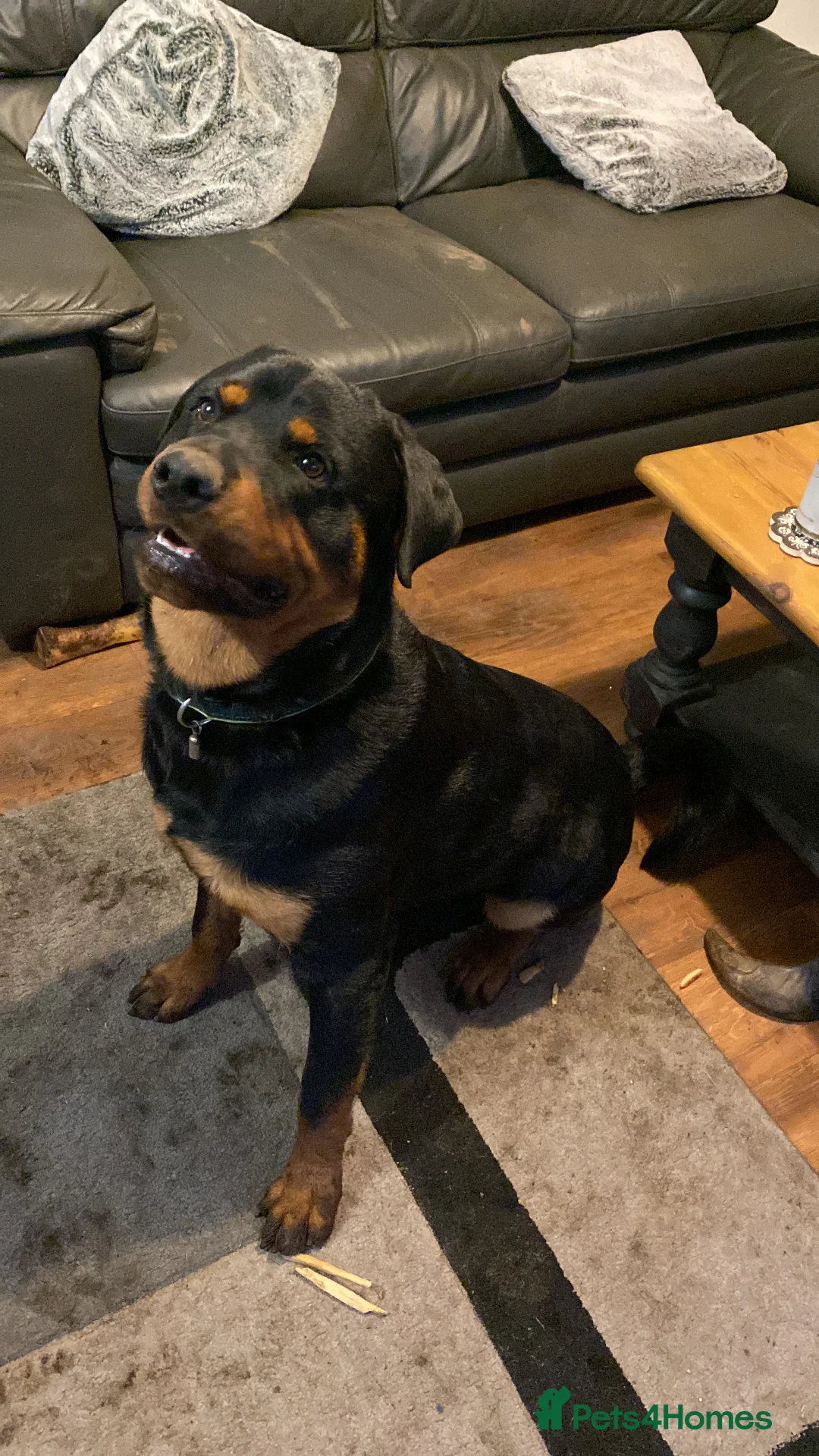 Rottweiler dogs for sale: Reggie ( please read ad before messaging) - Advert 2