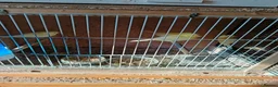 Canaries birds for sale: 10 canaries - Advert 1