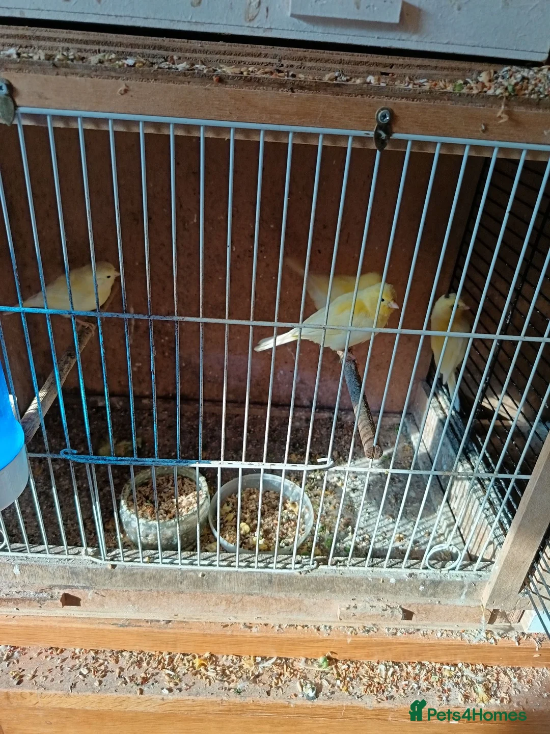 Canaries birds for sale: 10 canaries - Advert 1