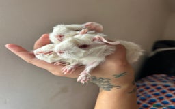 Guinea Pig rodents for sale: Beautiful Otter colour full peruvian& 3 PEWs   - Advert 17