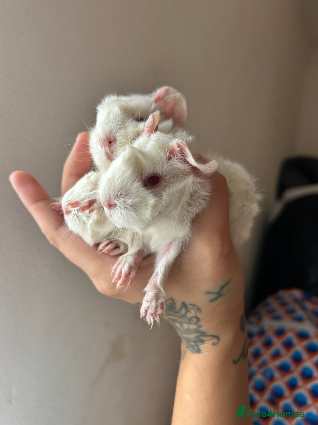 Guinea Pig rodents for sale: Beautiful Otter colour full peruvian& 3 PEWs   - Advert 17