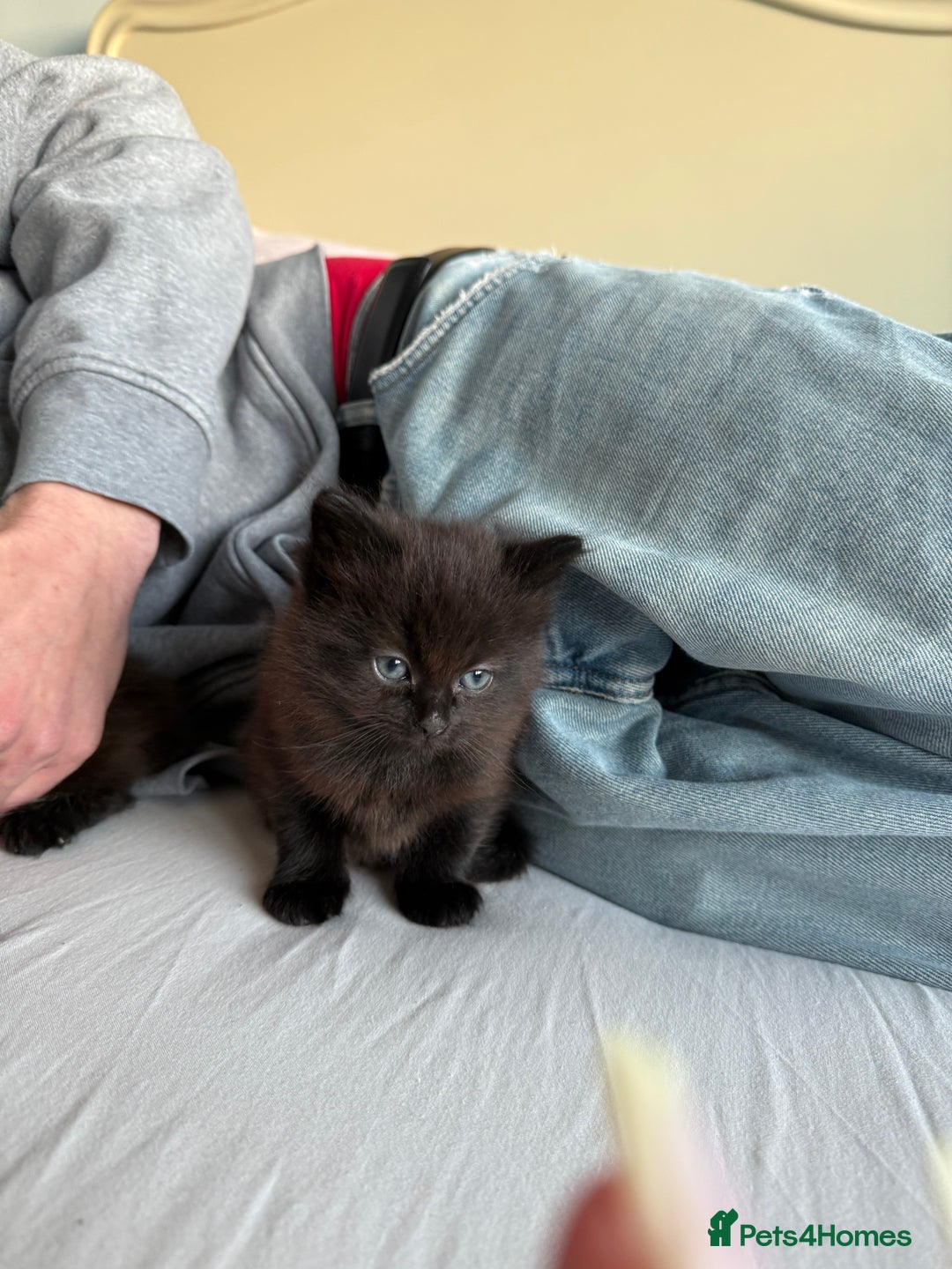 Mixed Breed cats for sale: Brown kittens for sale - Advert 7