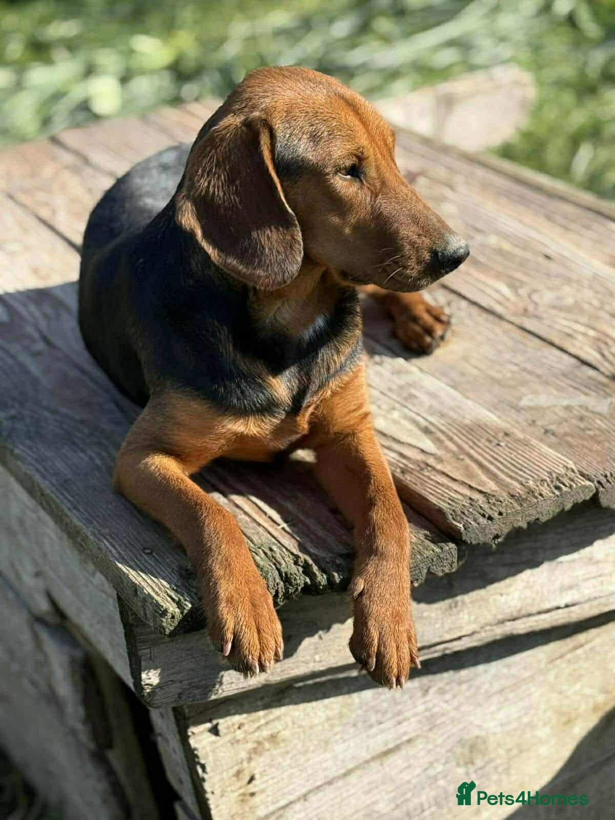 Lena! — Mixed Breed