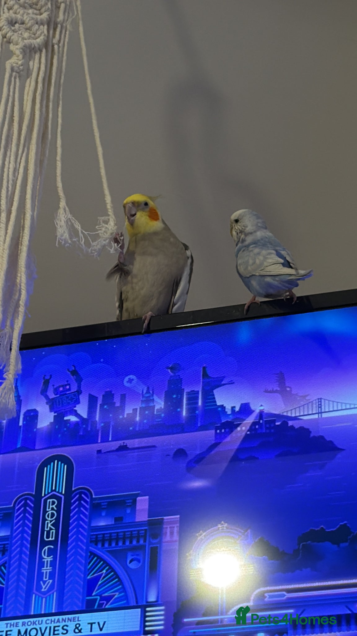 Cockatiels birds Grey male cockatiel for sale! - Advert 1