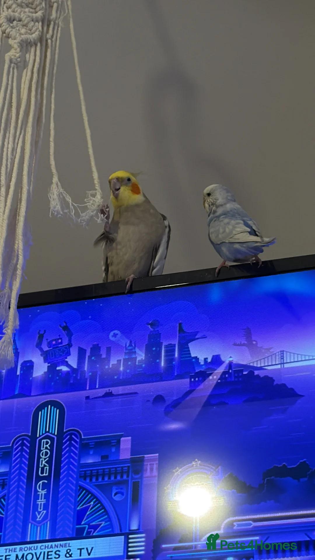 Cockatiels birds for sale: Grey male cockatiel for sale! in Stowmarket - Advert 1