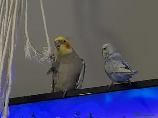 Cockatiels birds Grey male cockatiel for sale! - Advert 1