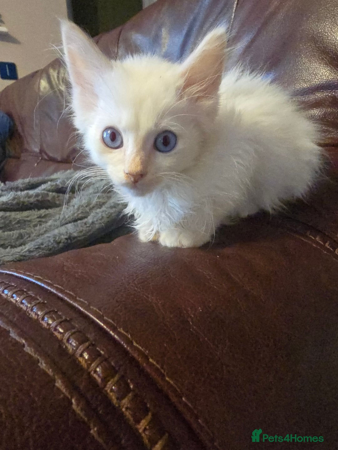 Mixed Breed cats for sale: Beautiful boy and girl  - Advert 3