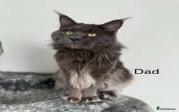 Maine Coon cats for sale: 🐾TICA registered Maine Coon Kittens🐾 - Image 16