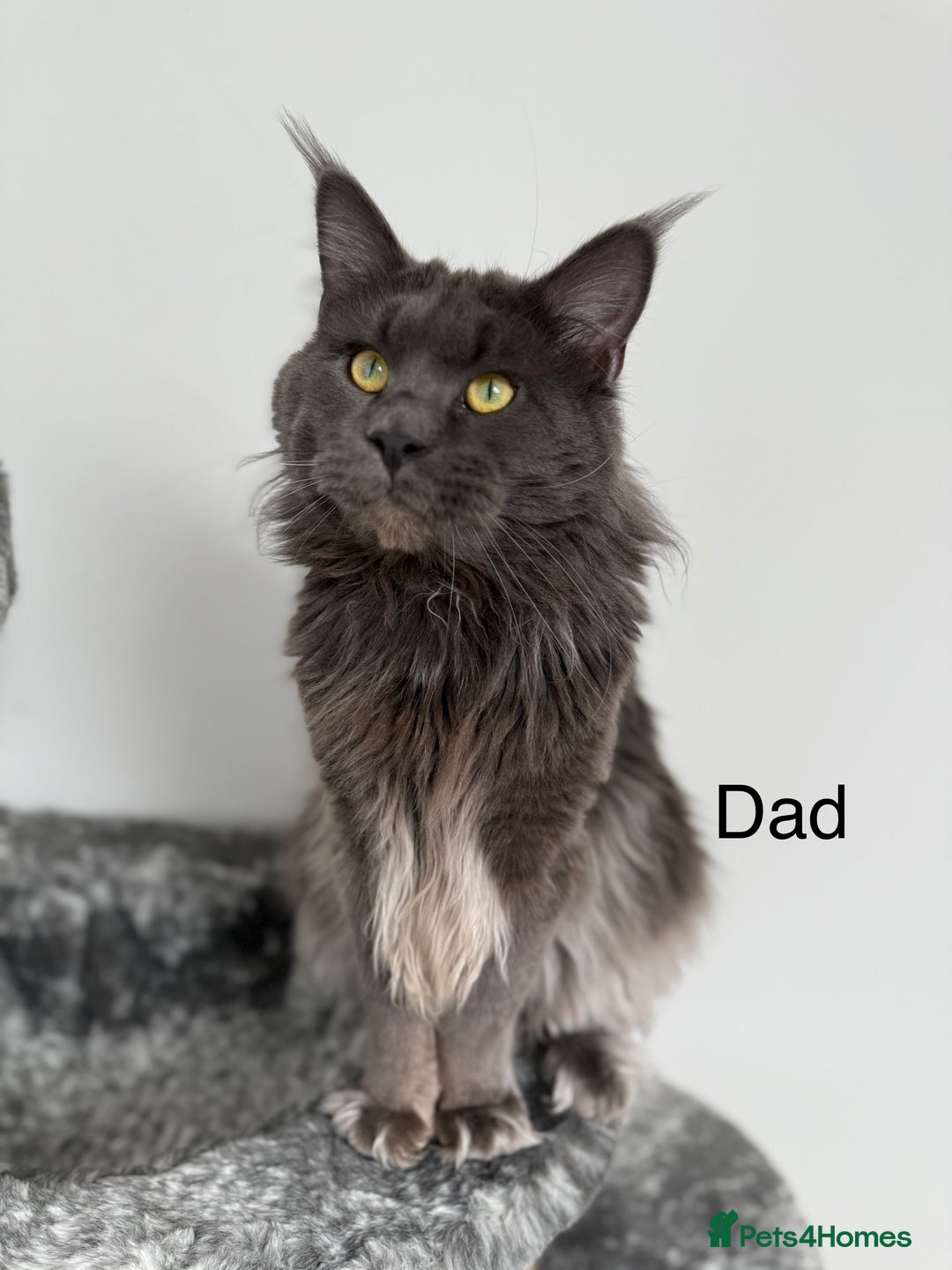 Maine Coon cats for sale: 🐾TICA registered Maine Coon Kittens🐾 - Image 16