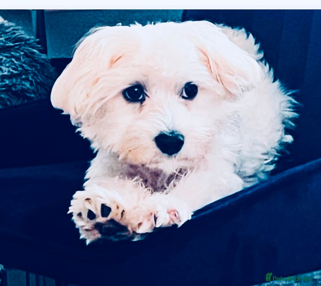 Maltese dogs for sale: Tiny Kc registered boys only  🩷💙💙 - Image 8