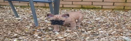 French Bulldog dogs for sale: 5 Beautiful French Bulldog looking for a new home in Wellingborough - Advert 5