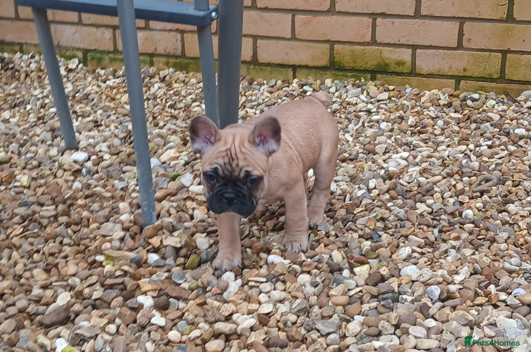 French Bulldog dogs for sale: 5 Beautiful French Bulldog looking for a new home in Wellingborough - Advert 5