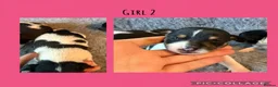 Jack Russell dogs for sale: Beutiful Tri colour Jack Russell Terriers in Caernarfon - Advert 2