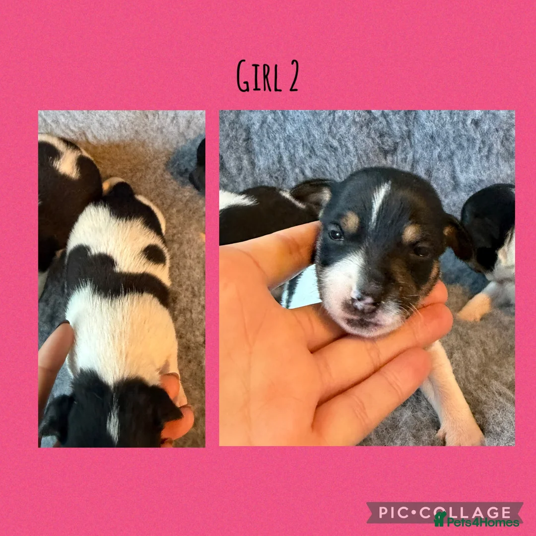 Jack Russell dogs for sale: Beutiful Tri colour Jack Russell Terriers in Caernarfon - Advert 2